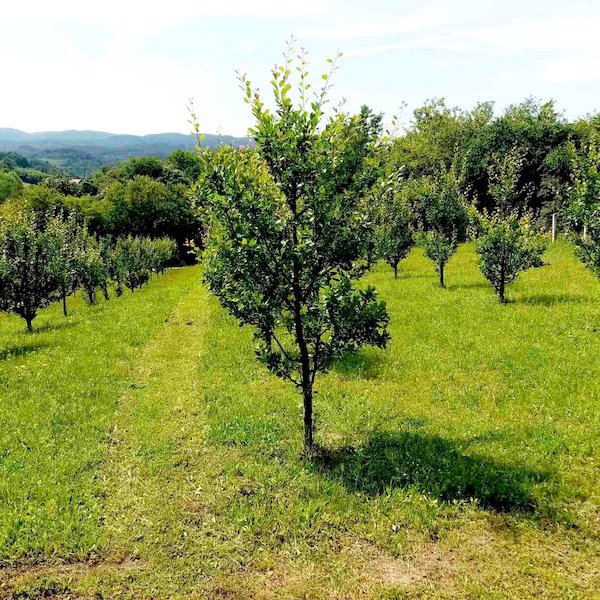 slika nekretnine